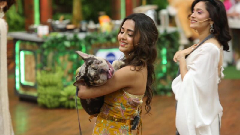 कलर्स के ‘लाफ्टर शेफ़्स अनलिमिटेड एंटरटेनमेंट’ में वाइल्ड कुकिंग के जंगल में आपका स्वागत है!